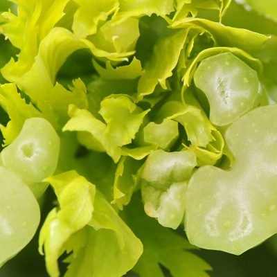 Apio Verde - Celery - Hortiberia
