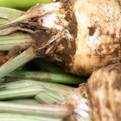 Chirivía - Parsnips - Hortiberia