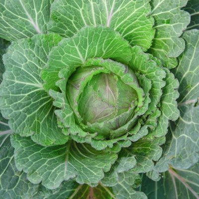 Col Picuda - Pointed Cabbage - Hortiberia