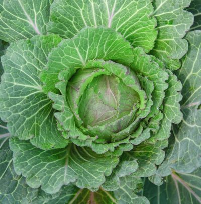 Col Picuda - Pointed Cabbage - Hortiberia