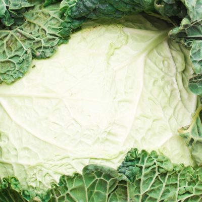 Col Savoy - Savoy Cabbage - Hortiberia