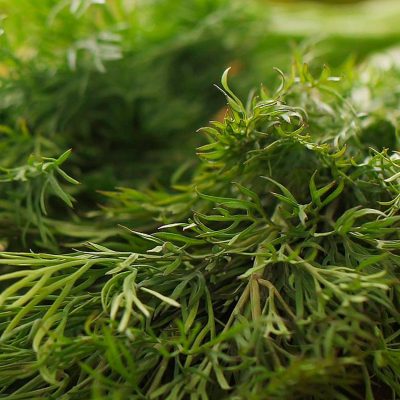Hinojo - Fennel - Hortiberia