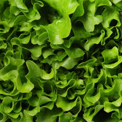 Productos Lechugas Hortiberia