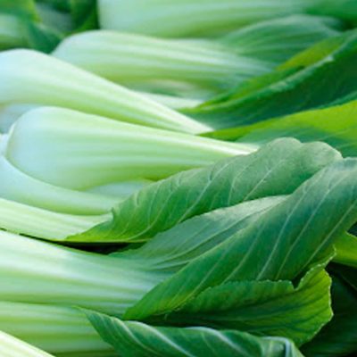 Pak Choi - Hotiberia